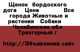 Щенок  бордоского  дога. › Цена ­ 60 000 - Все города Животные и растения » Собаки   . Челябинская обл.,Трехгорный г.